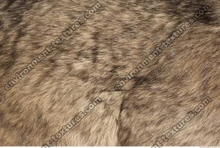 Photo Textures of Fur